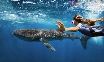 RCI Destinations Cozumel Excursions Snorkeling Wildlife.jpg.jpg